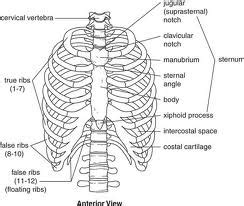 Diagram Of The Human Ribs Human Body Diagram Ribs