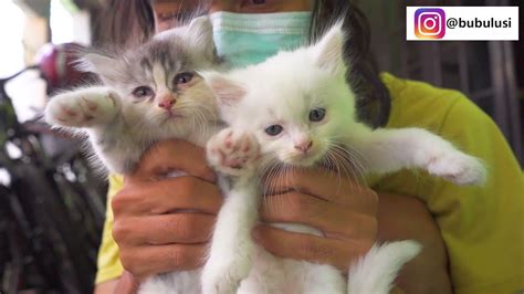 Anak Kucing Kitten Persia Medium Umur Bulan Ready Adopt Youtube