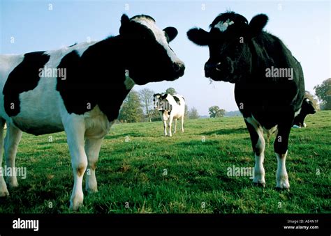 Escenario Agr Cola Con Tres Vacas Fresian O Ganado En Un Campo De Pasto