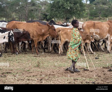 Maasai Cattle Stock Photos & Maasai Cattle Stock Images - Alamy