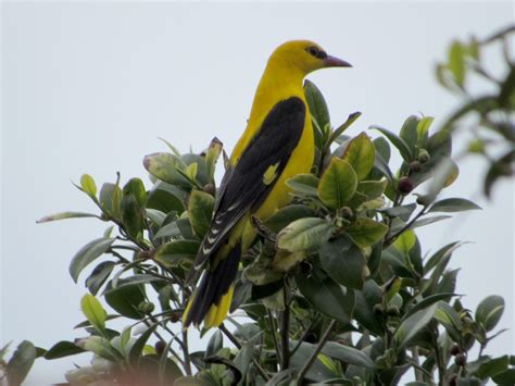 Eurasian Golden Oriole | Greek Nature Encyclopedia