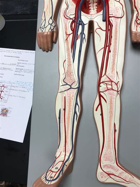 Vessels Of The Legs Diagram Quizlet