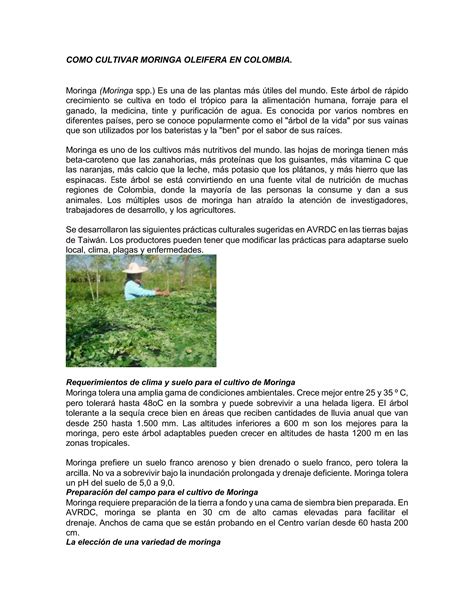 Como Cultivar Moringa Oleifera En Colombia Pdf Descarga Gratuita