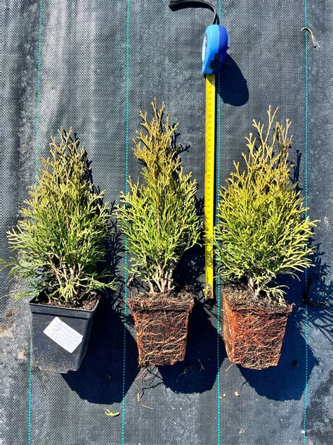 Мультиплата, Р9