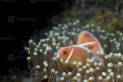 An Isolated Clown Fish Looking At You In Cebu Philippines