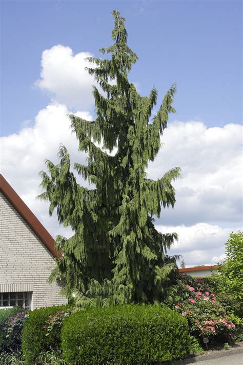 Chamaecyparis nootkatensis Pendula Hängende Atlas Scheinzypresse