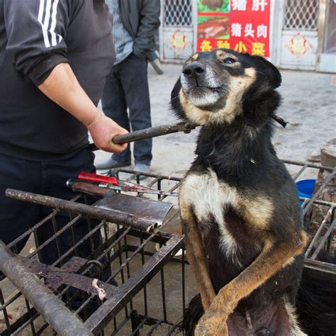 China: Over 10,000 dogs will be slaughtered at the Yulin Festival