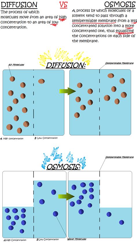 Osmosis vs Diffusion by I-Believe-So on DeviantArt