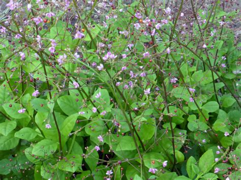 Talinum Paniculatum Jewels Of Opar World Of Succulents