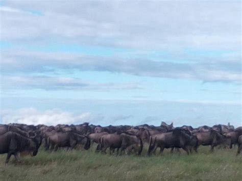 A large herd of wildebeest were seen in the eastern Serengeti,… by Maasai Wanderings | HerdTracker