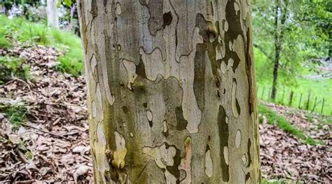 Sycamore Trees Leaves Bark Types Identification Guide Pictures