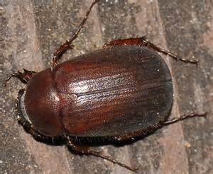 Beetle Serica Serotina Bugguide Net