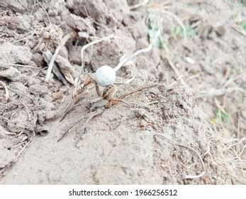 492 Wolf spider eggs Images, Stock Photos & Vectors | Shutterstock