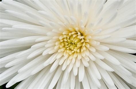 Wallpaper Id 708738 Backgrounds Plant Petal White Chrysanthemum