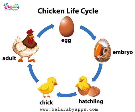 Life Cycle Of Animals Lesson Plan