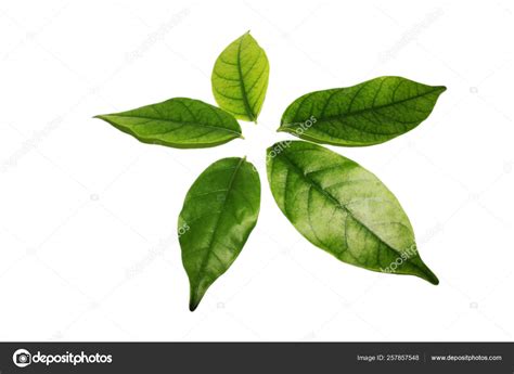 tree leaves background stock photo  yayimages