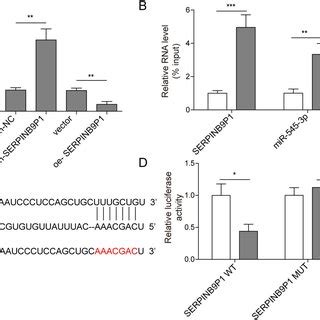 LncRNA SERPINB9P1 Regulated Osteogenic Differentiation Of BMSCs The