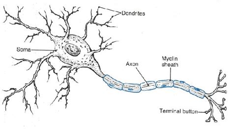 Nerve Cell Structure