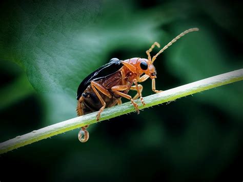 Insect Bug Macro Free Photo On Pixabay Pixabay