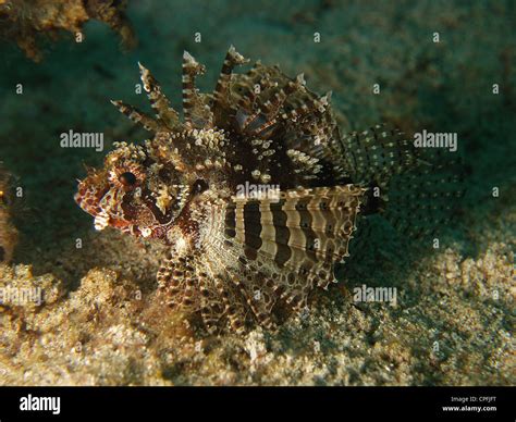 Lionfish nain Banque de photographies et dimages à haute résolution