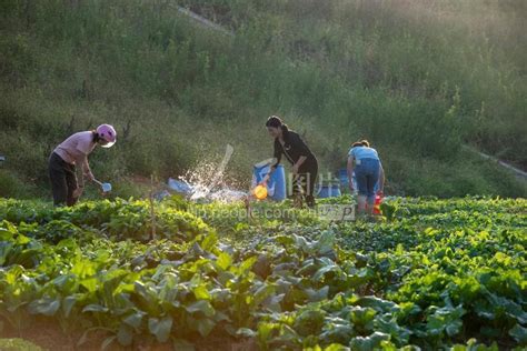 广西梧州：初冬时节农事忙 人民图片网