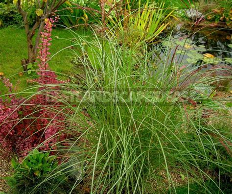 Making Garden Pond Plants (Part 1) - Best Landscape Ideas