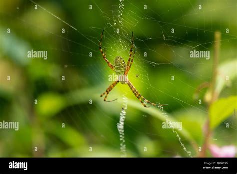 Argiope Aetherea Hi Res Stock Photography And Images Alamy