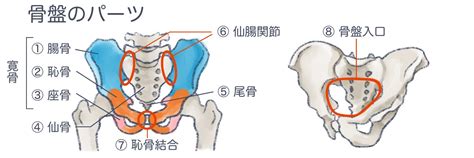 骨盤について 1－骨盤や骨盤まわりの筋肉構造とその役割を知ろう！ 晴れの空 整体院【春日駅・後楽園駅周辺】