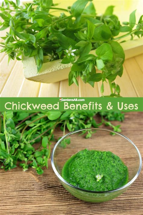 Proven Chickweed Benefits & Uses for Health and More - GardensAll