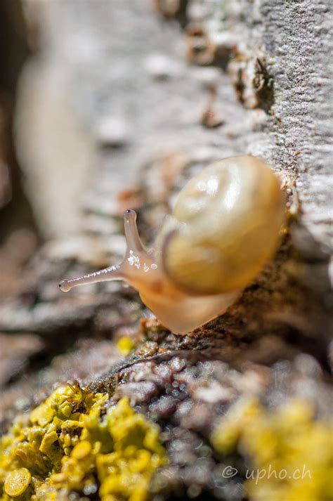 Garten B Nderschnecke Cepaea Hortensis Urban Uebelhart Flickr