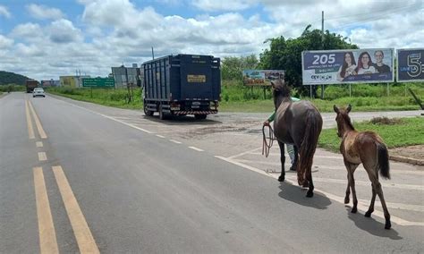 Prf Recolhe Animais Soltos Na Br Entre Altos E Piripiri