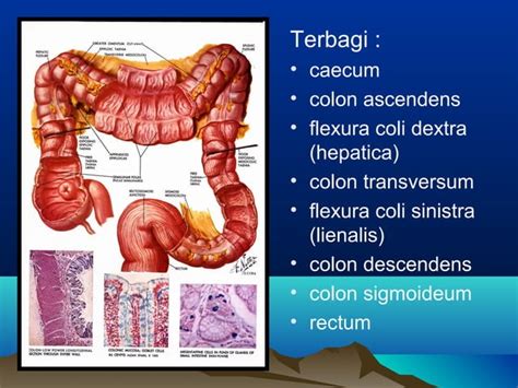 Anatomi Tractus Digestivus Ppt