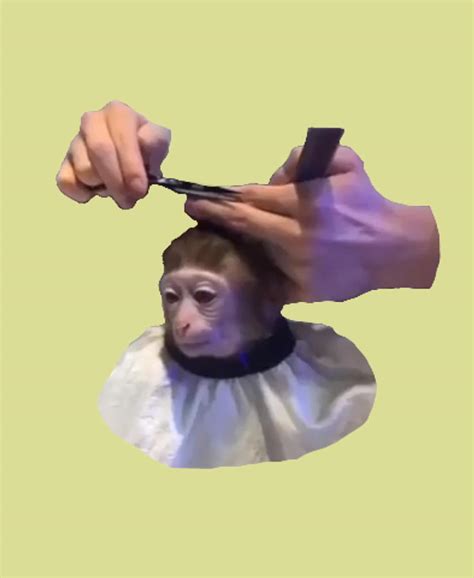 Monkey Haircut Poster Copy Painting by Stewart Matthews | Fine Art America