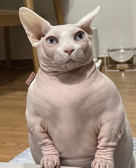 Meet Bingus The Adorable Hairless Cat