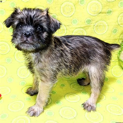 Brussels Griffon Puppies For Sale - Greenfield Puppies