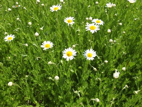 Roman Chamomile Seeds — Ravensong Seeds & Herbals