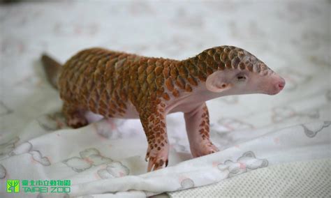 Tiny Newborn Pangolin Gets Fed, Bathed and Cuddled