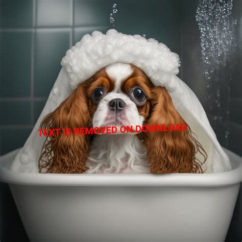 King Charles Cavalier Spaniel in a Bathtub - Etsy