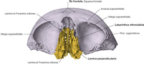 Anatomy Standard Os Ethmoidale Ethmoidale Sphenoidale Bodywowasurk