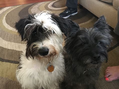 How To Train A Miniature Schnauzer To Stop Barking
