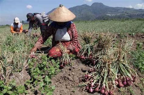 Cara Pemanenan Beserta Pasca Panen Bawang Merah Pak Tani Digital