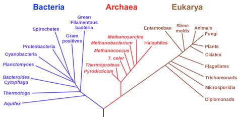 Prokaryotes: Bacteria, Archaea, and Early Life on Earth | Organismal Biology