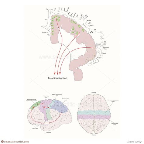 Cerebral Cortex Development | | Scientific-Artist.com | Scientific Artist Joanna Culley ...