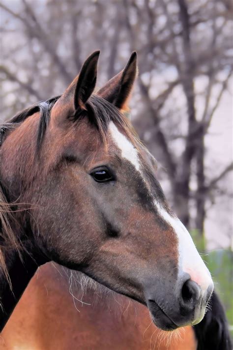 Free Images Stallion Mane Fauna Close Up Vertebrate Mare Foal