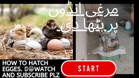 Murgi Ko Kurak Bithany Ka Tareeqa How To Hatch Eggs YouTube