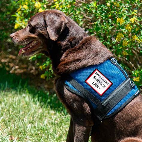 Service Dog Vest