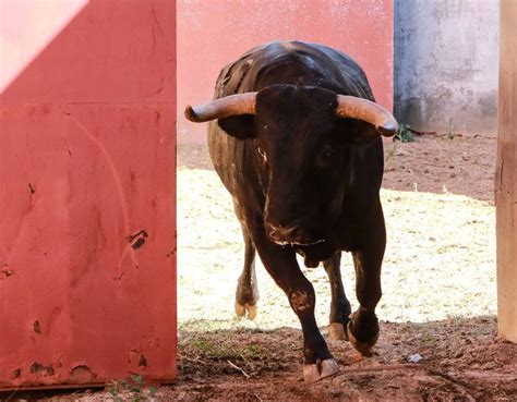 Sorteo Y Apartado De Los Toros Para La Quinta De Abono De La Feria De