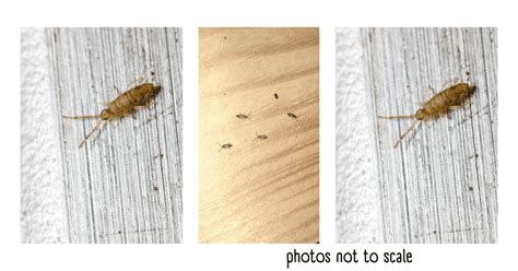 Bathroom Bugs Identification 15 Bugs Youll See In A Bathroom