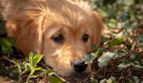 Симптомы укуса клеща у собаки