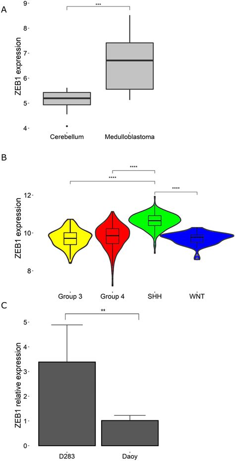 Zeb1 Transcript Levels Are Increased In Mb A Expression Of Zeb1 In Mb